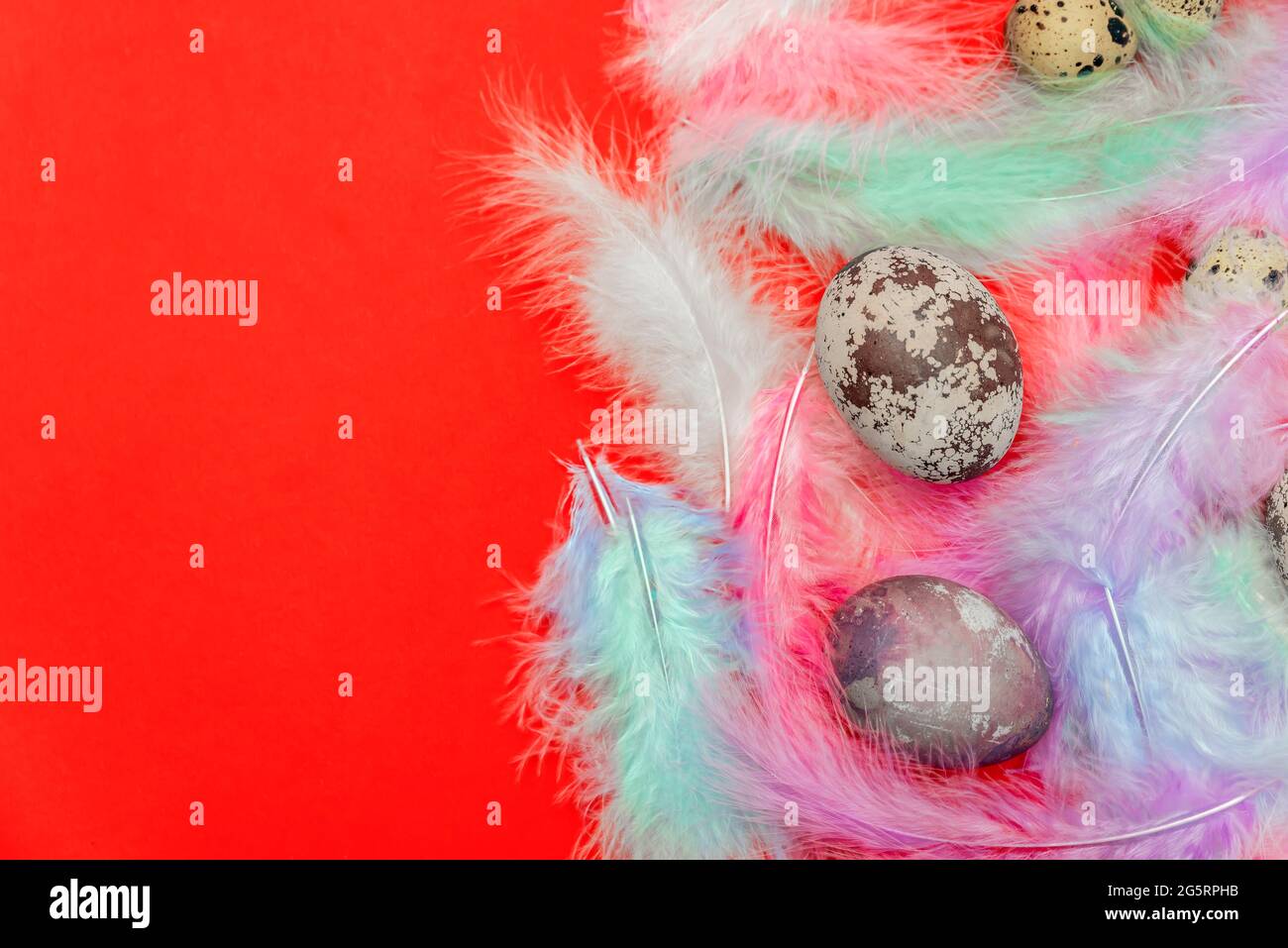 Easter eggs in multi-colored feathers on a red background, postcard for Easter, print congratulations on Easter, place to insert text. Stock Photo