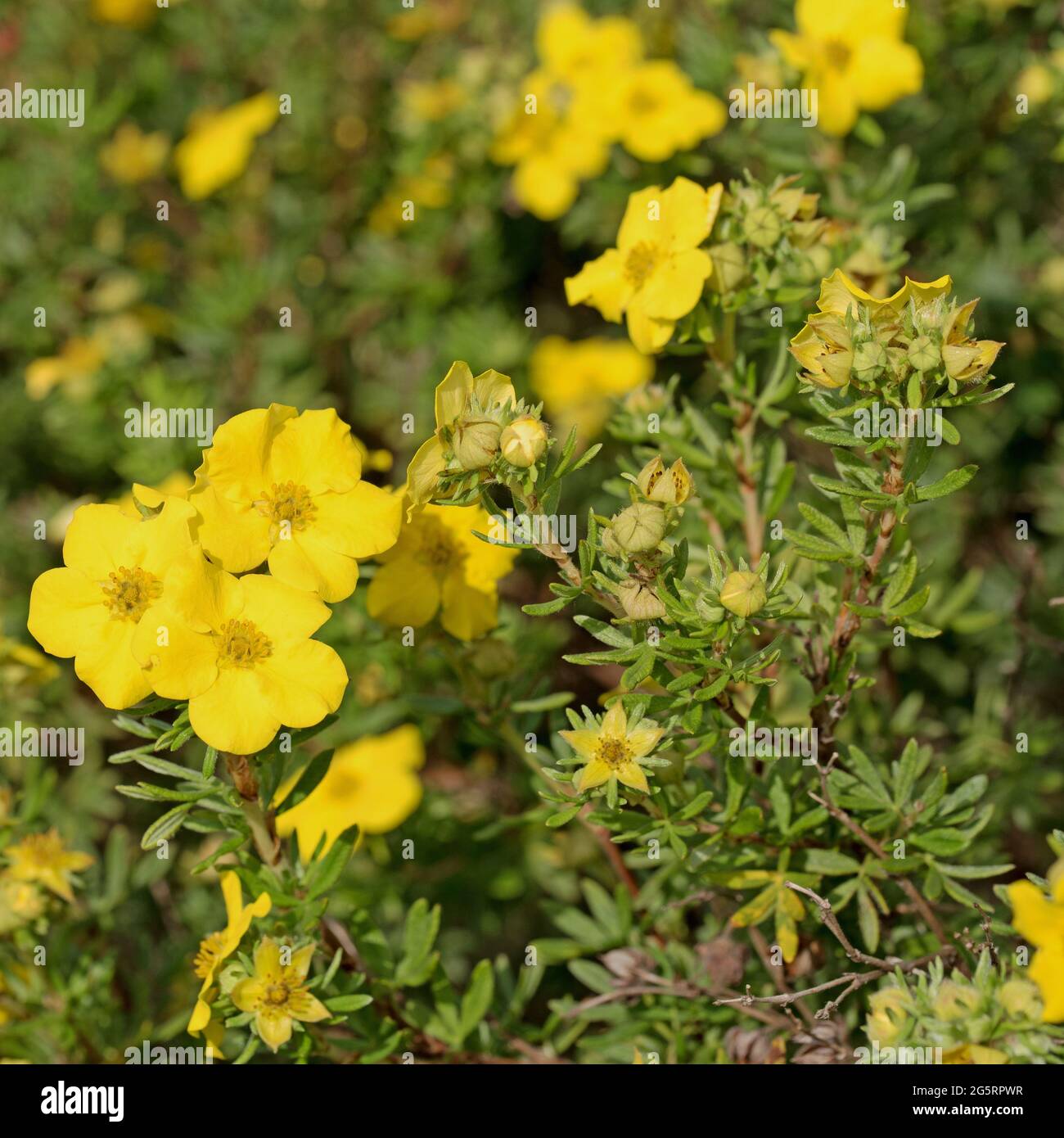 Flowering finger shrub, potentilla fruticosa Stock Photo