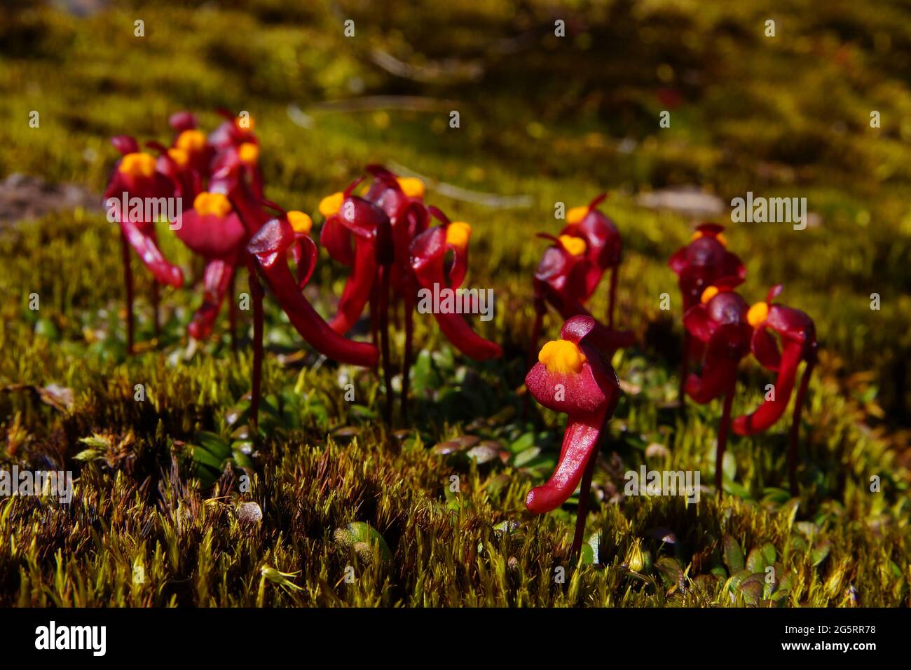 Abundant flowers of the tuberous bladderwort Utricularia menziesii, Australia Stock Photo