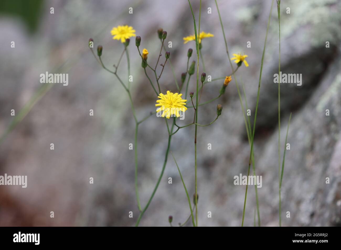 Little yellow wildflowers known as "rattlesnake hawkweed Stock Photo