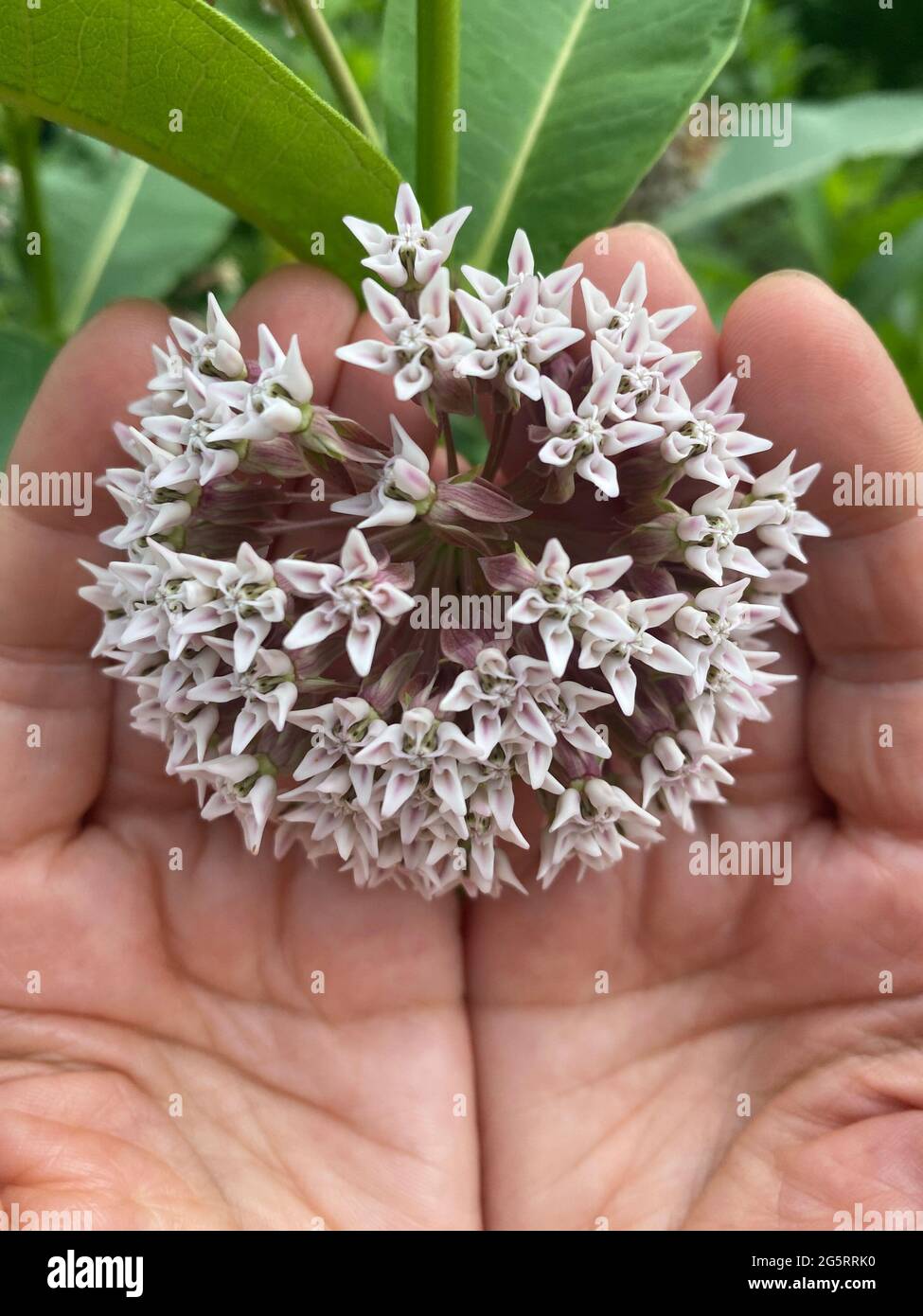 Common Milkweed flower, Stock Photo