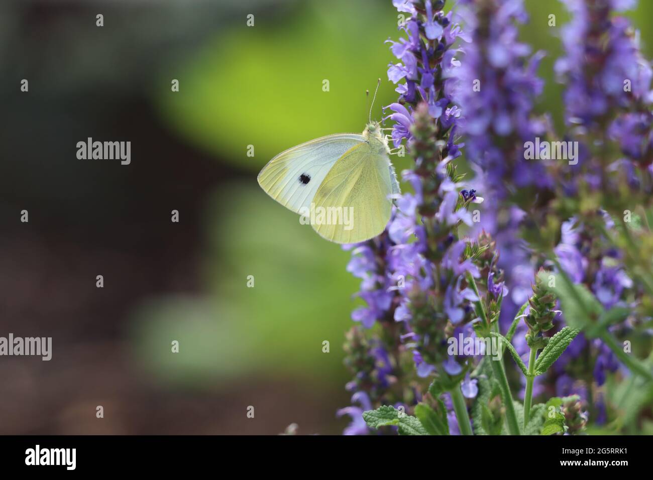 Cabbage white butterfly on purple wood sage flowers Stock Photo