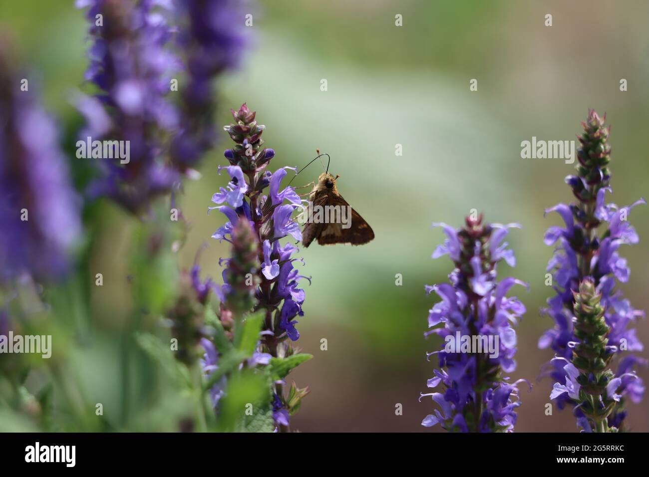 A Peck's skipper butterfly on purple wood sage flowers Stock Photo