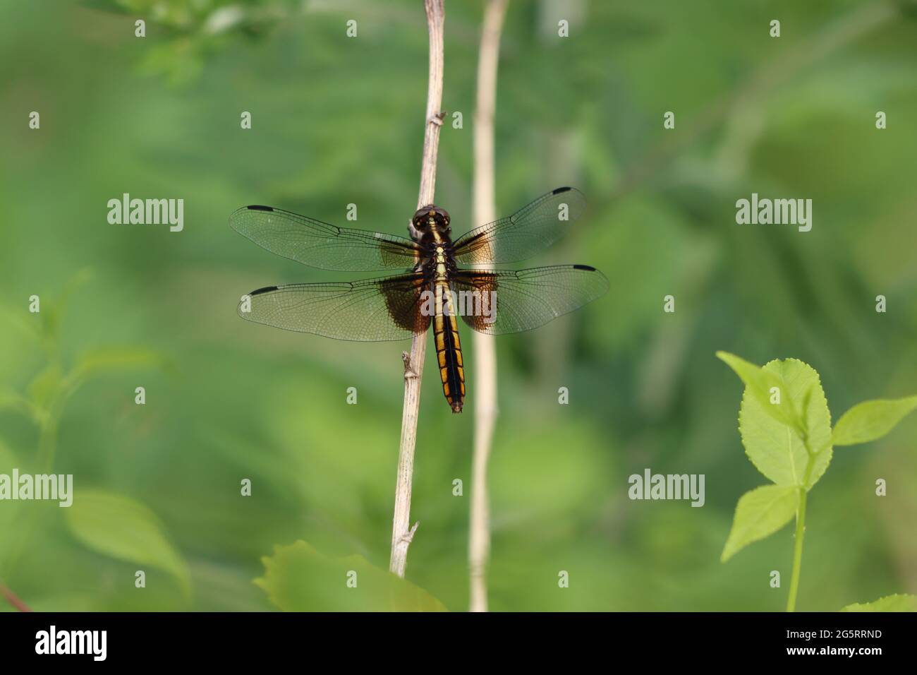 A widow skimmer dragonfly with outstretched wings Stock Photo - Alamy