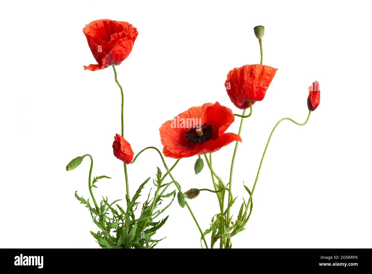 Bright red poppies flowers isolated on white background Stock Photo - Alamy