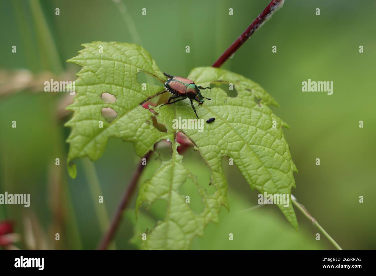 Japanese beetle eating a grape leaf Stock Photo Alamy