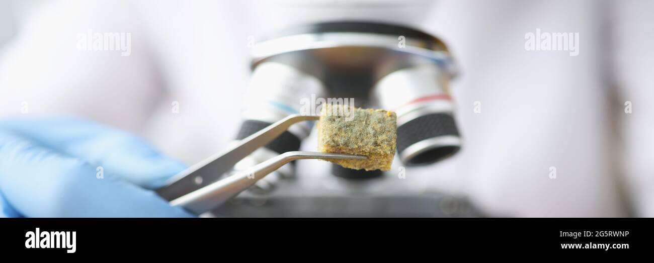 Scientist holding piece of moldy bread with tweezers near microscope closeup Stock Photo
