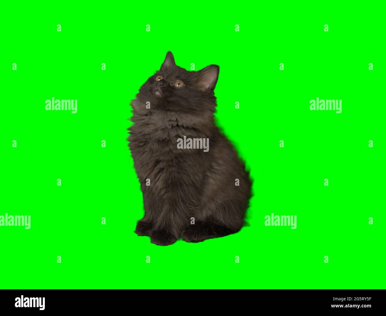 Black Kitten on Green Screen 6 Stock Photo Alamy