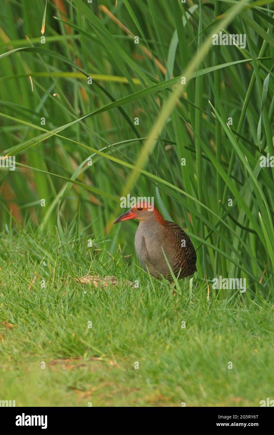 Slaty-breasted Rail (Lewinia striata) adult standing on edge of marsh Thailand             February Stock Photo
