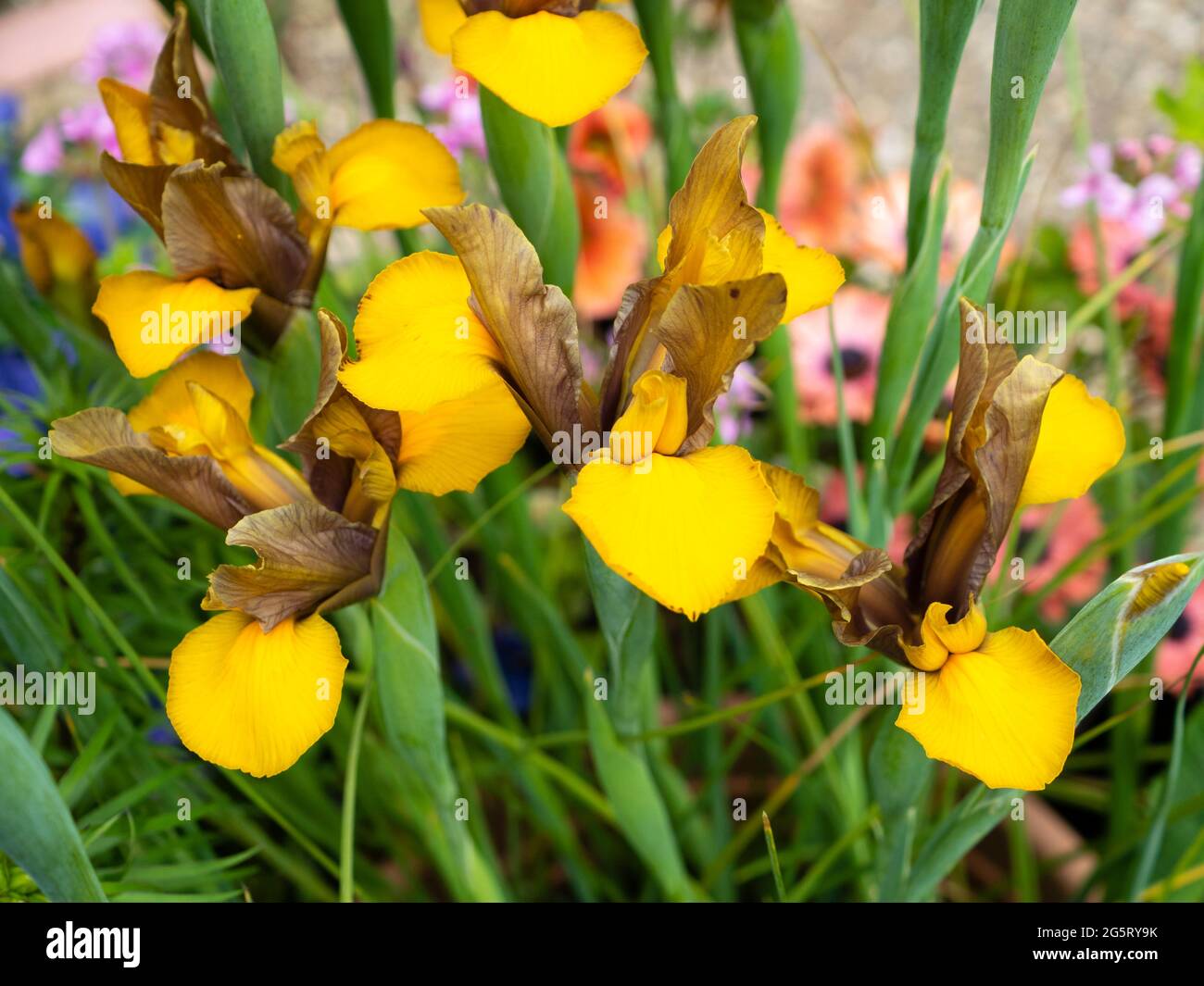 Dutch iris hires stock photography and images Alamy