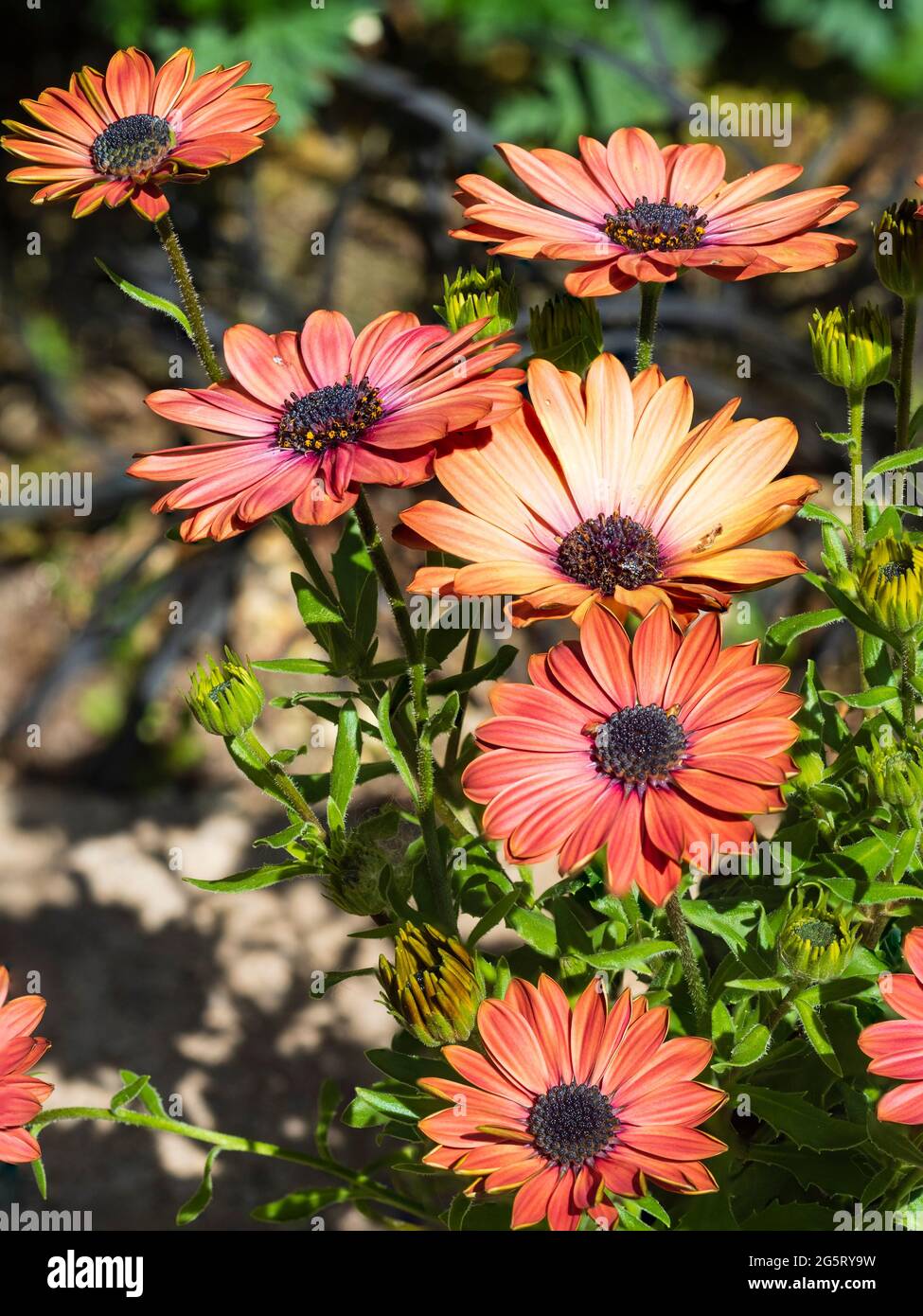 Single flowers of the South African, summer blooming daisy, Osteospermum ecklonis 'Tradewinds Terracotta Imp' Stock Photo