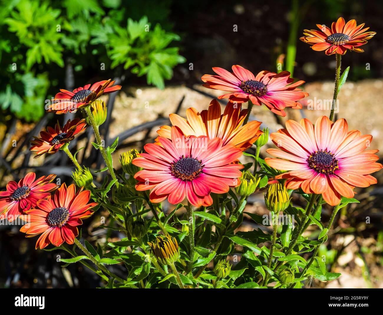 Single flowers of the South African, summer blooming daisy, Osteospermum ecklonis 'Tradewinds Terracotta Imp' Stock Photo