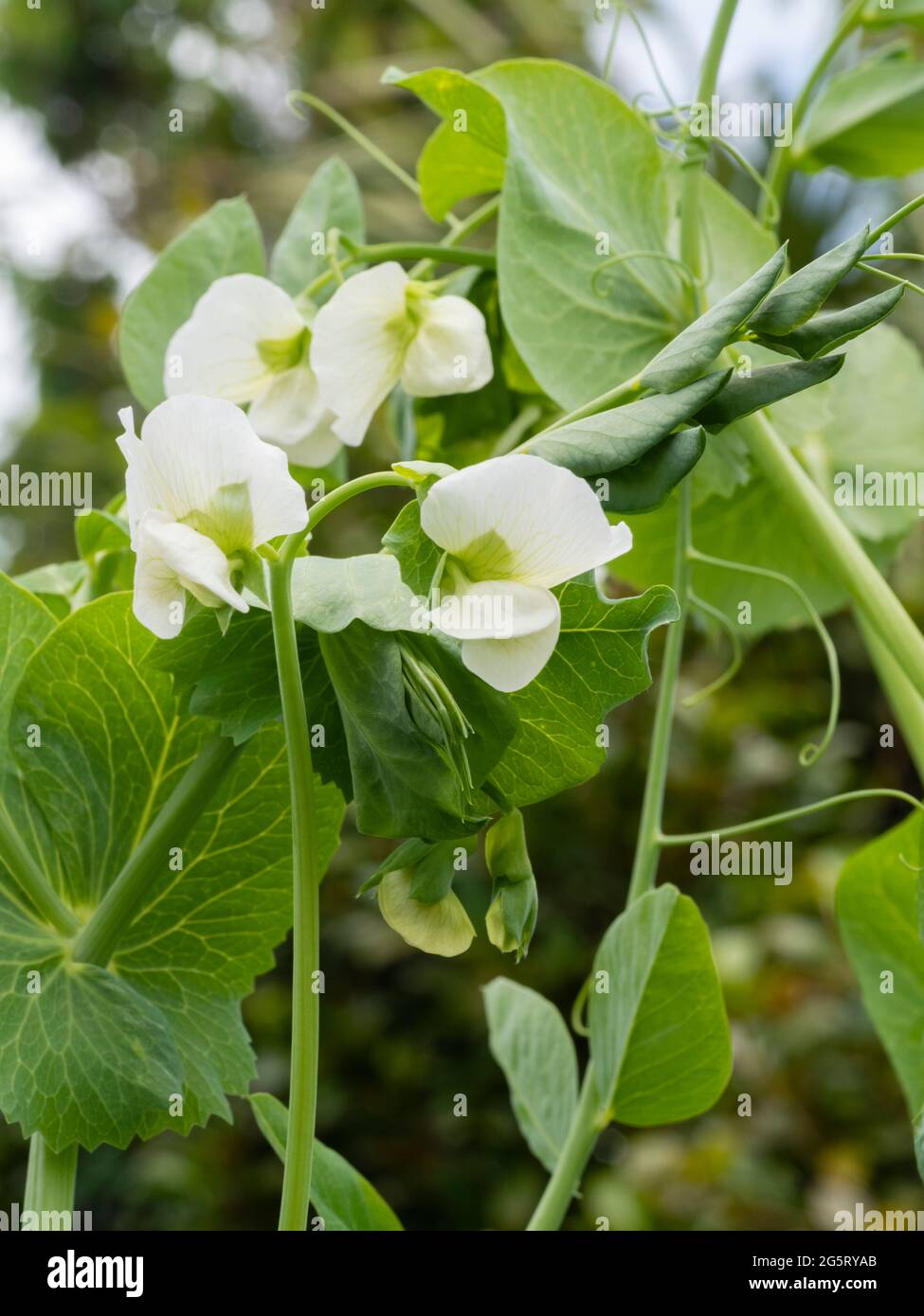 June flowers of the tall climbing garden pea Pisum sativum 'Alderman' Stock Photo