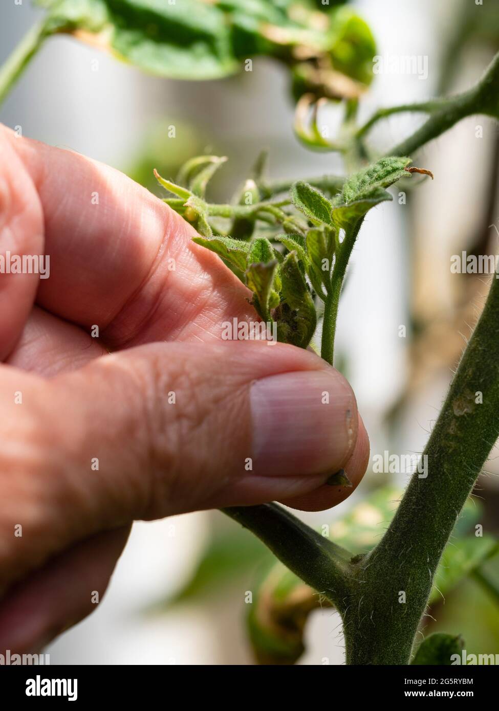 Removing the side shoot of the indeterminate cordon tomato Solanum lycopersicum 'Outdoor Girl' Stock Photo