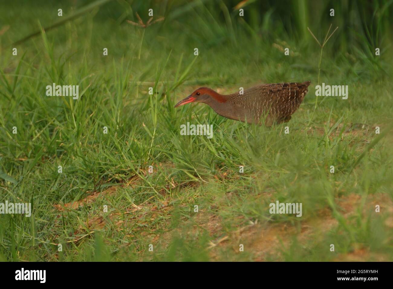 Slaty-breasted Rail (Lewinia striata) adult walking on grassy bank Thailand             February Stock Photo