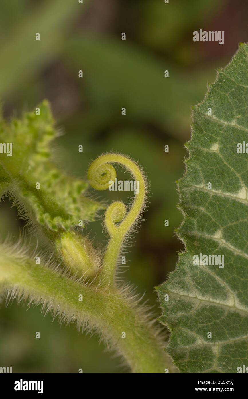 Detail of an outbreak in a pumpkin plant with vivid colours - macro shot. Butternut Stock Photo