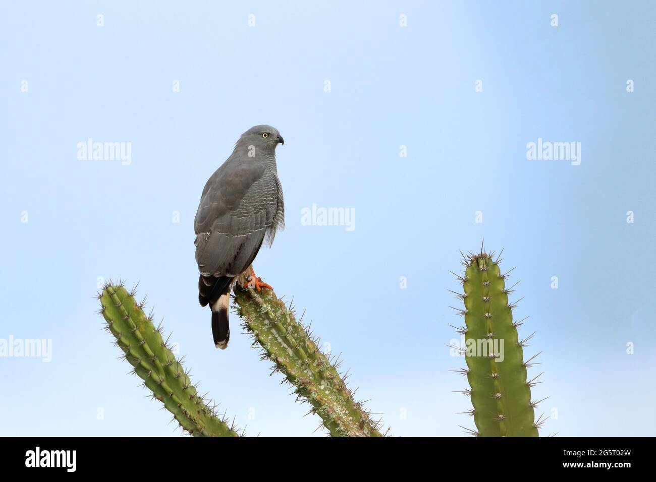 Crane Hawk (Geranospiza caerulescens) perched on a cactus above the