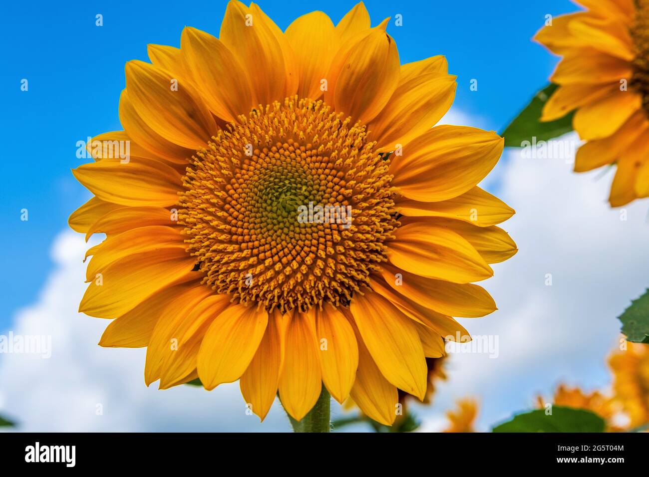 Helianthus single, large sunflower against a blue sky, Coastal Ridge Farm, MS. Stock Photo