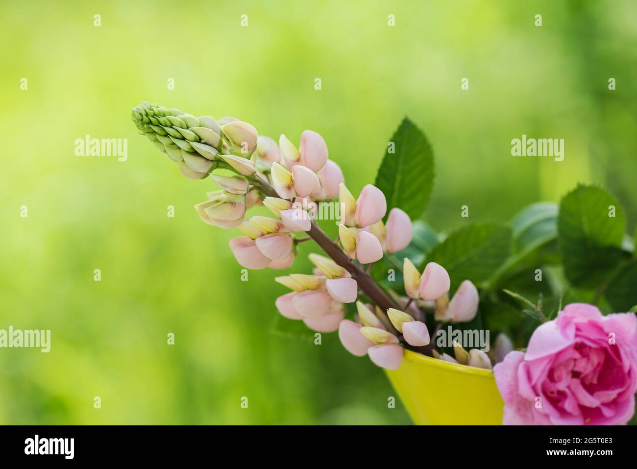 pink lupine flower in a flower vase that grows wild in Swedish nature during the Swedish summer Stock Photo