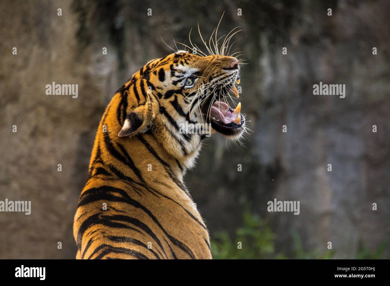 tiger roar in zoo Stock Photo - Alamy