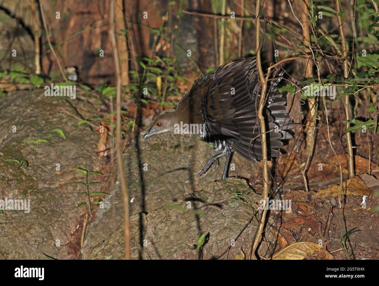 Slaty-legged Crake (Rallina eurizonoides) immature giving threat display to out of shot Northern Tree Shrew Kaeng Krachan, Thailand           February Stock Photo