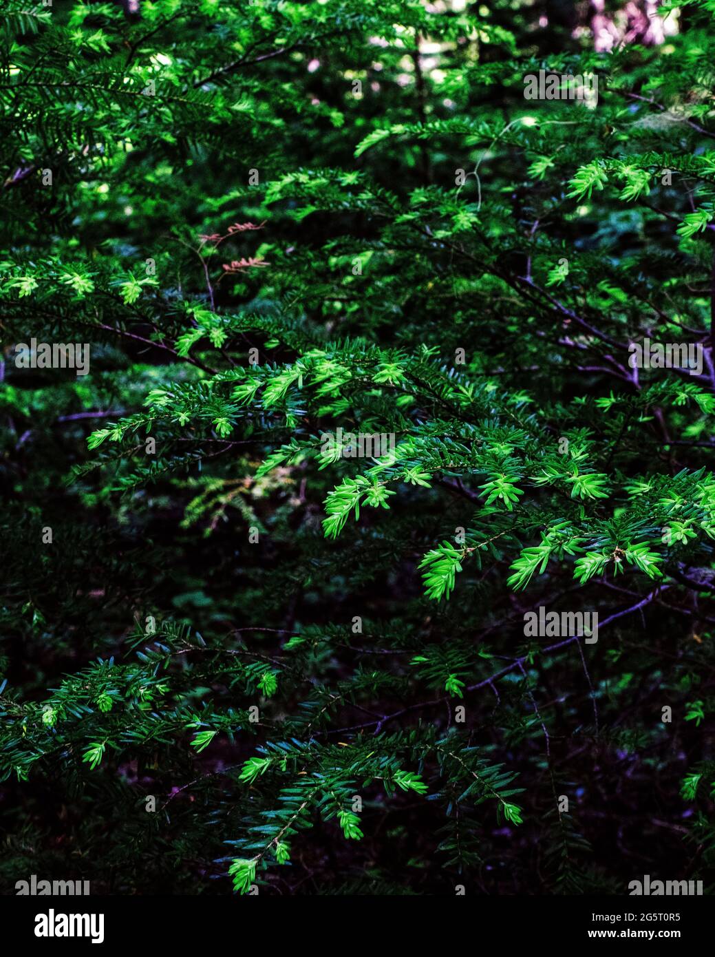 new growth in the spring on an evergreen tree Stock Photo