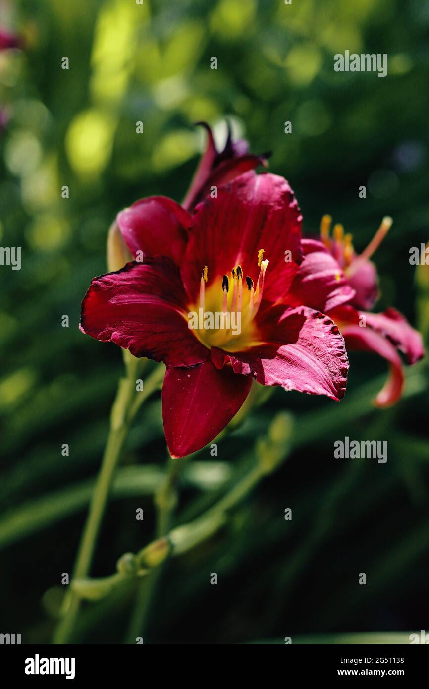 day lily blossoms on a sunny day in the garden Stock Photo