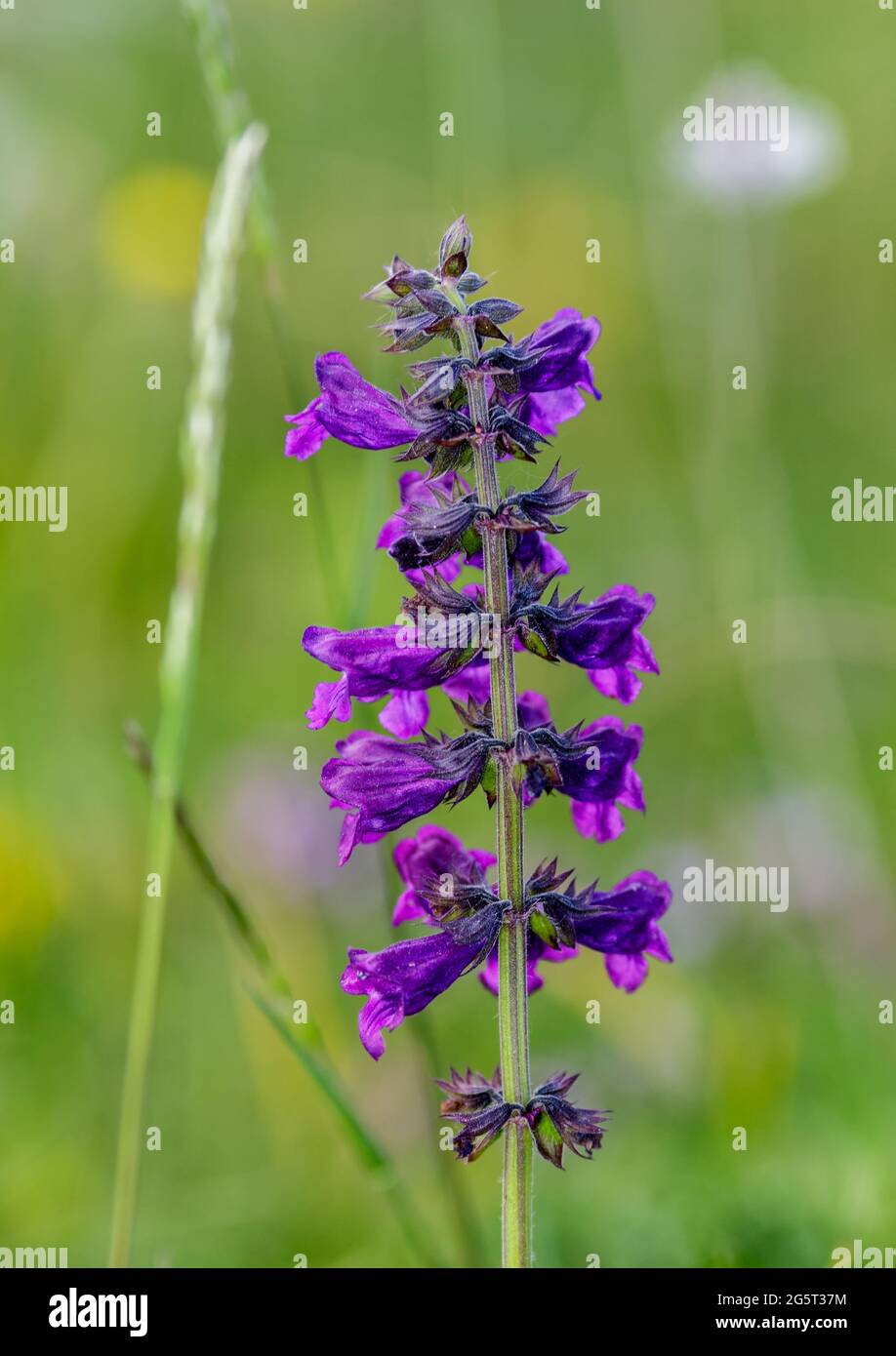 Purple spring flowers Stock Photo
