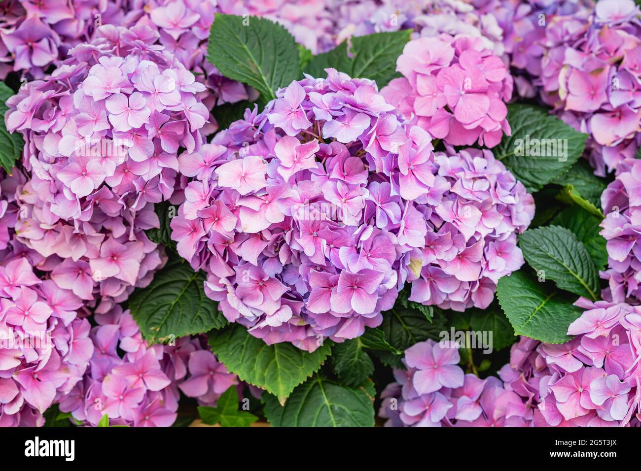 Soft hydrangea macrophylla hortensia hi-res stock photography and ...