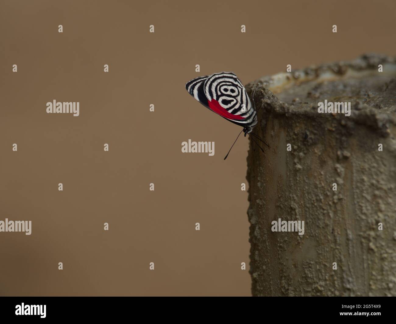 Upside down butterfly hires stock photography and images Alamy