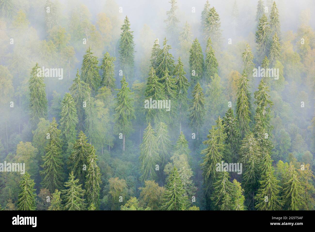 Norway spruce (Picea abies), spruce forest in mist, Switzerland, Neuenburg Stock Photo