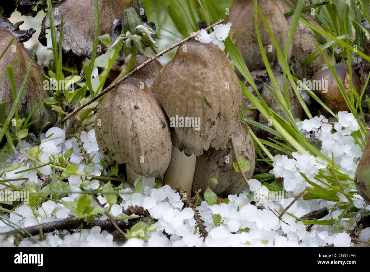 common inkcap, shaggy inkcap, lawyer's (Coprinus atramentarius), several fruiting bodies with hailstones, Germany, Mecklenburg-Western Pomerania Stock Photo