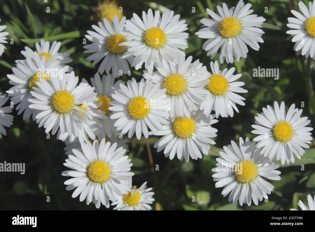 common daisy, lawn daisy, English daisy (Bellis perennis), top view on some flower heads, Germany, North Rhine-Westphalia Stock Photo