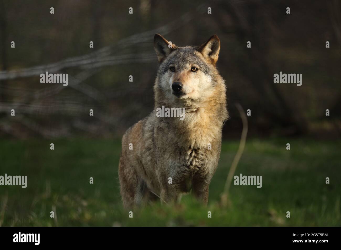 European gray wolf (Canis lupus lupus), in a light spot, Germany Stock Photo