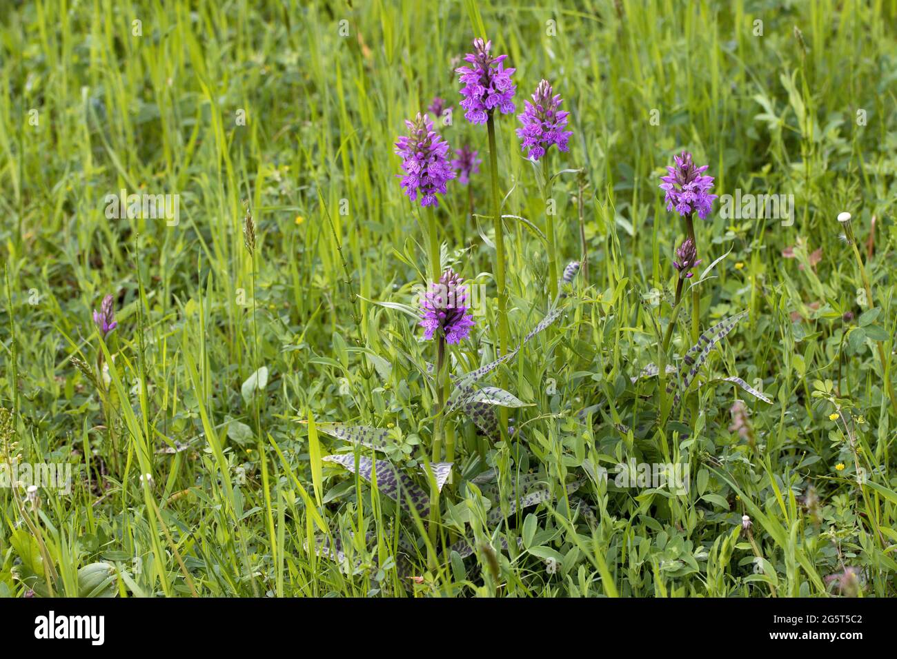 western marsh-orchid (Dactylorhiza majalis), some blooming western marsh-orchids in a meadow, Germany, Mecklenburg-Western Pomerania Stock Photo