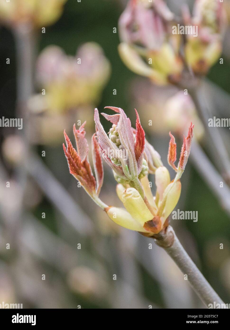 buckeye, horse-chestnut (Aesculus x mutabilis 'Induta', Aesculus x mutabilis Induta), leaf shoots Stock Photo