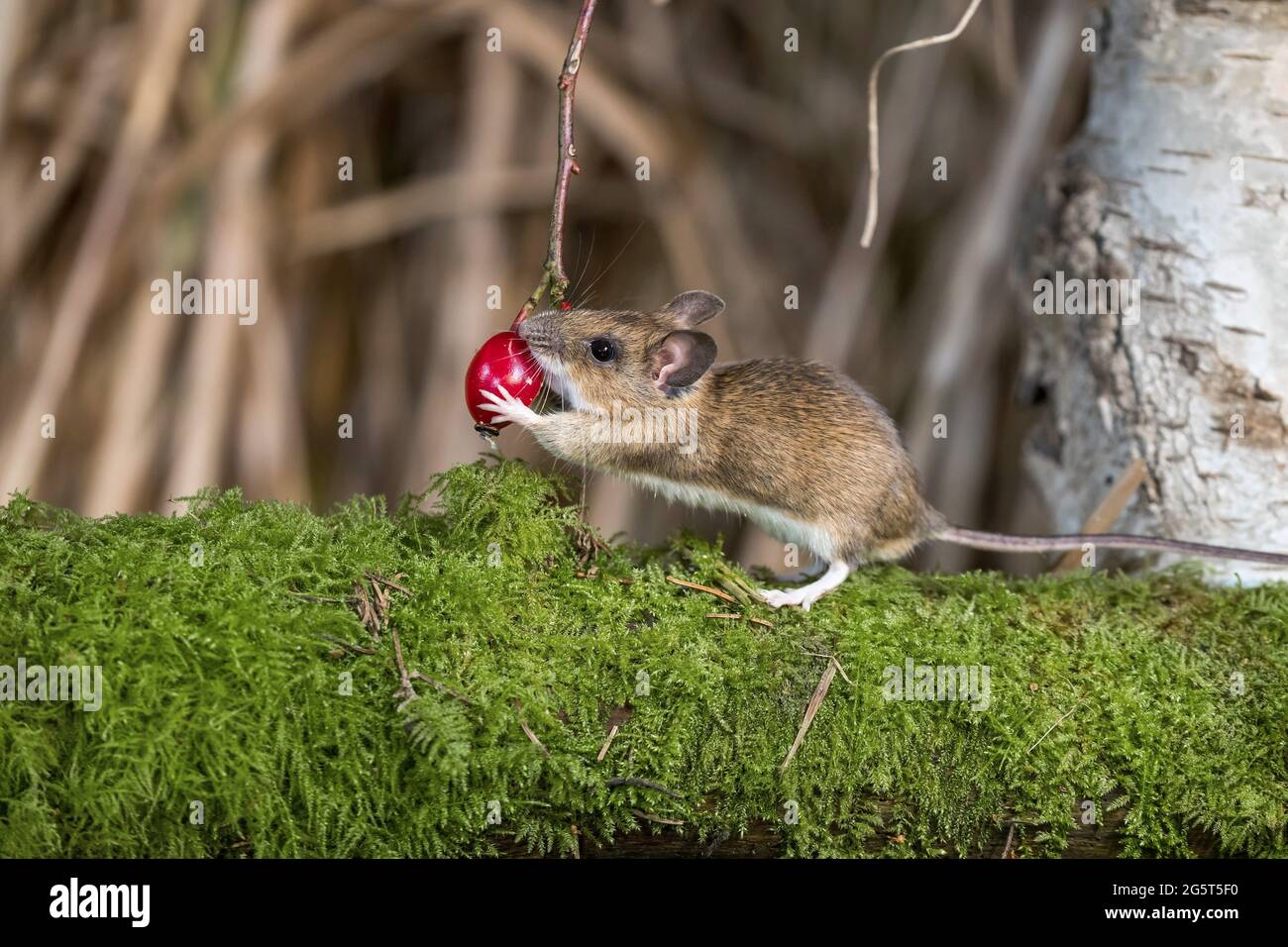 yellow-necked mouse (Apodemus flavicollis), feeding a rose hip, Germany, Mecklenburg-Western Pomerania Stock Photo