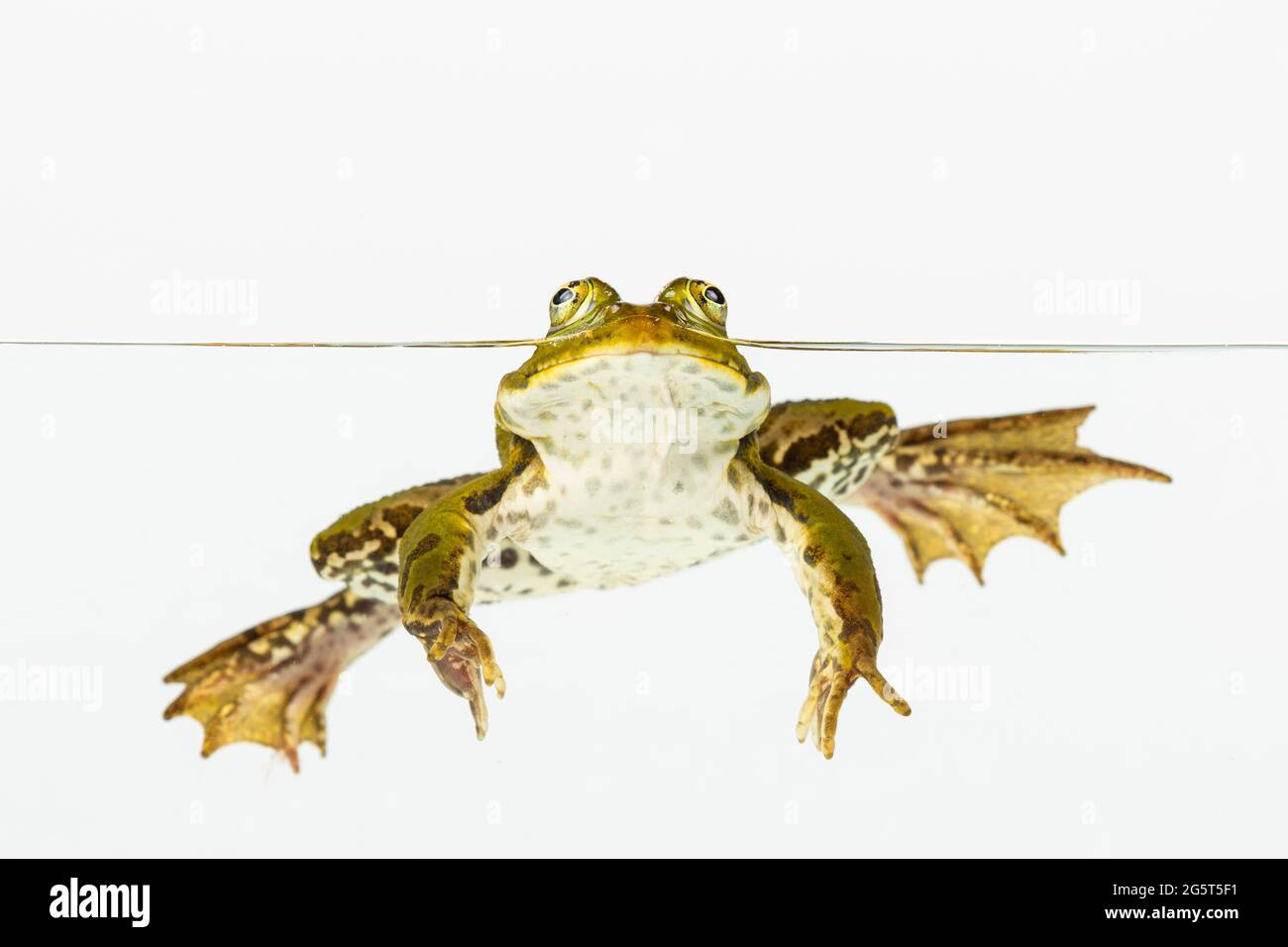 European edible frog, common edible frog (Rana kl. esculenta, Rana esculenta, Pelophylax esculentus), peering out of the water, cut-out Stock Photo