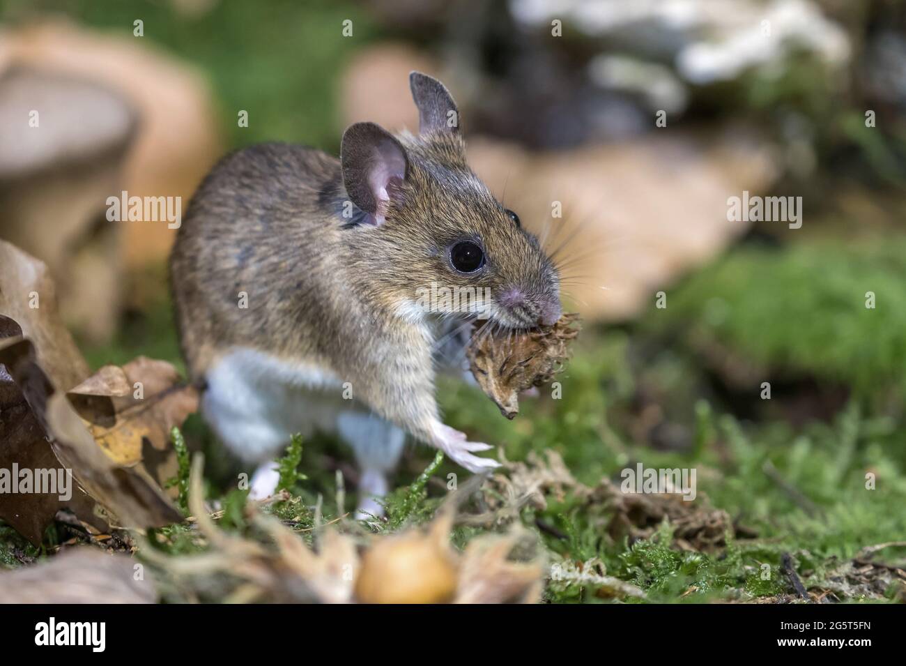 yellow-necked mouse (Apodemus flavicollis), feeding a beechnut, Germany, Mecklenburg-Western Pomerania Stock Photo