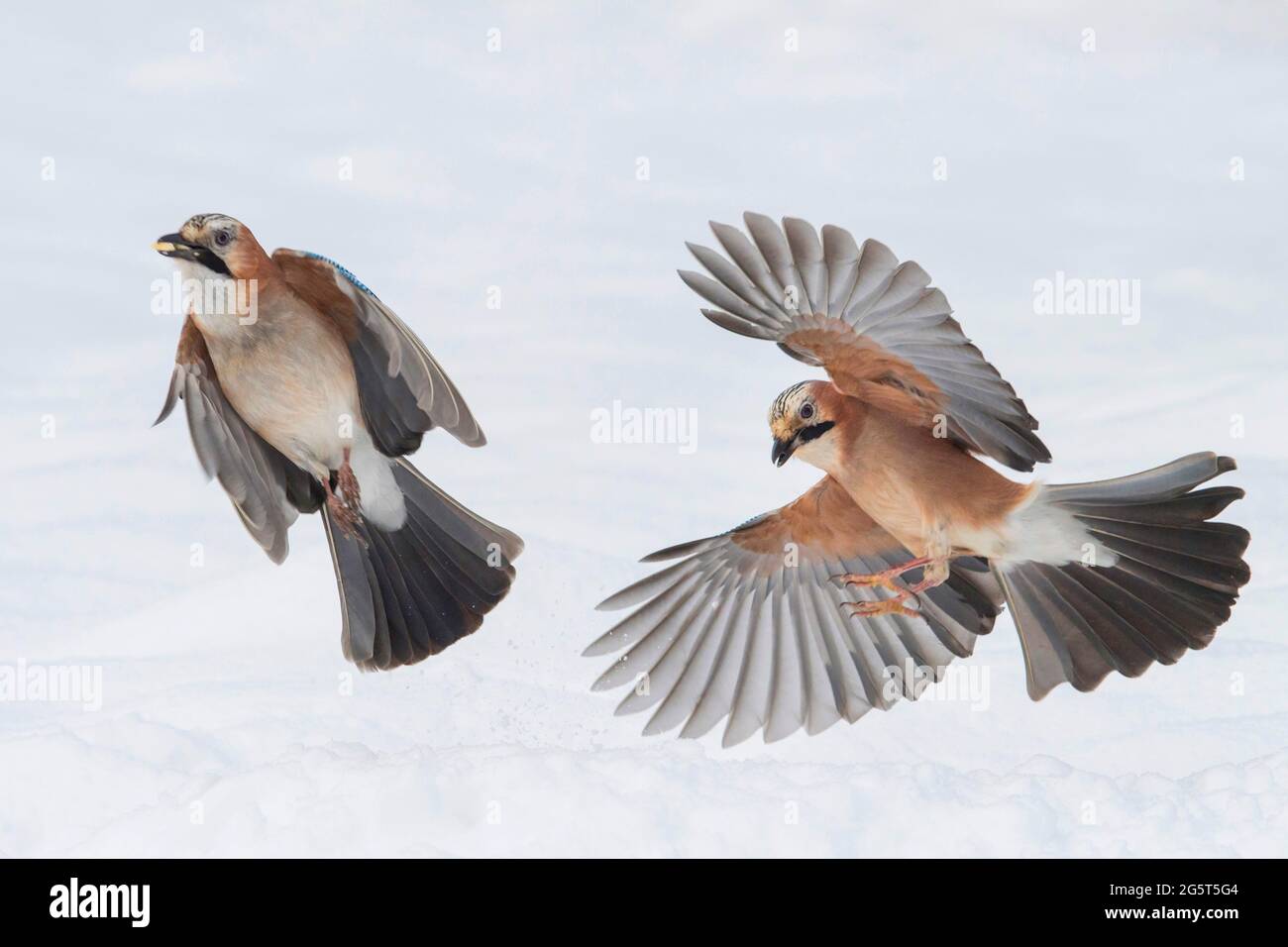 jay (Garrulus glandarius), two fighting jays in snow, Germany, Lower Saxony Stock Photo