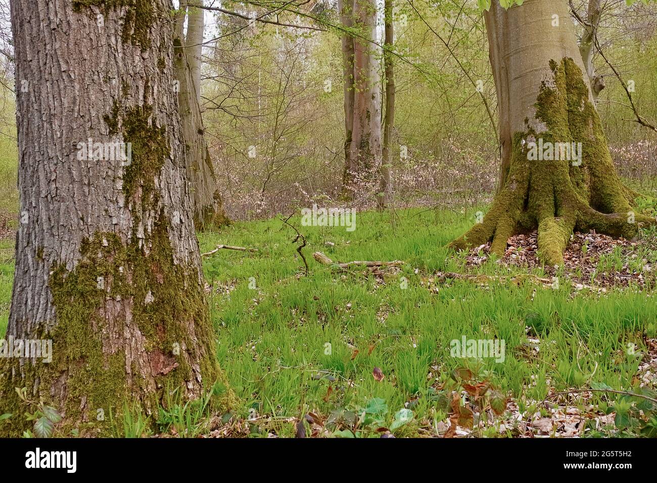 wood melick (Melica uniflora), in a beech forest on chalky soil, Germany, North Rhine-Westphalia, Sauerland, NSG Weissenstein Stock Photo