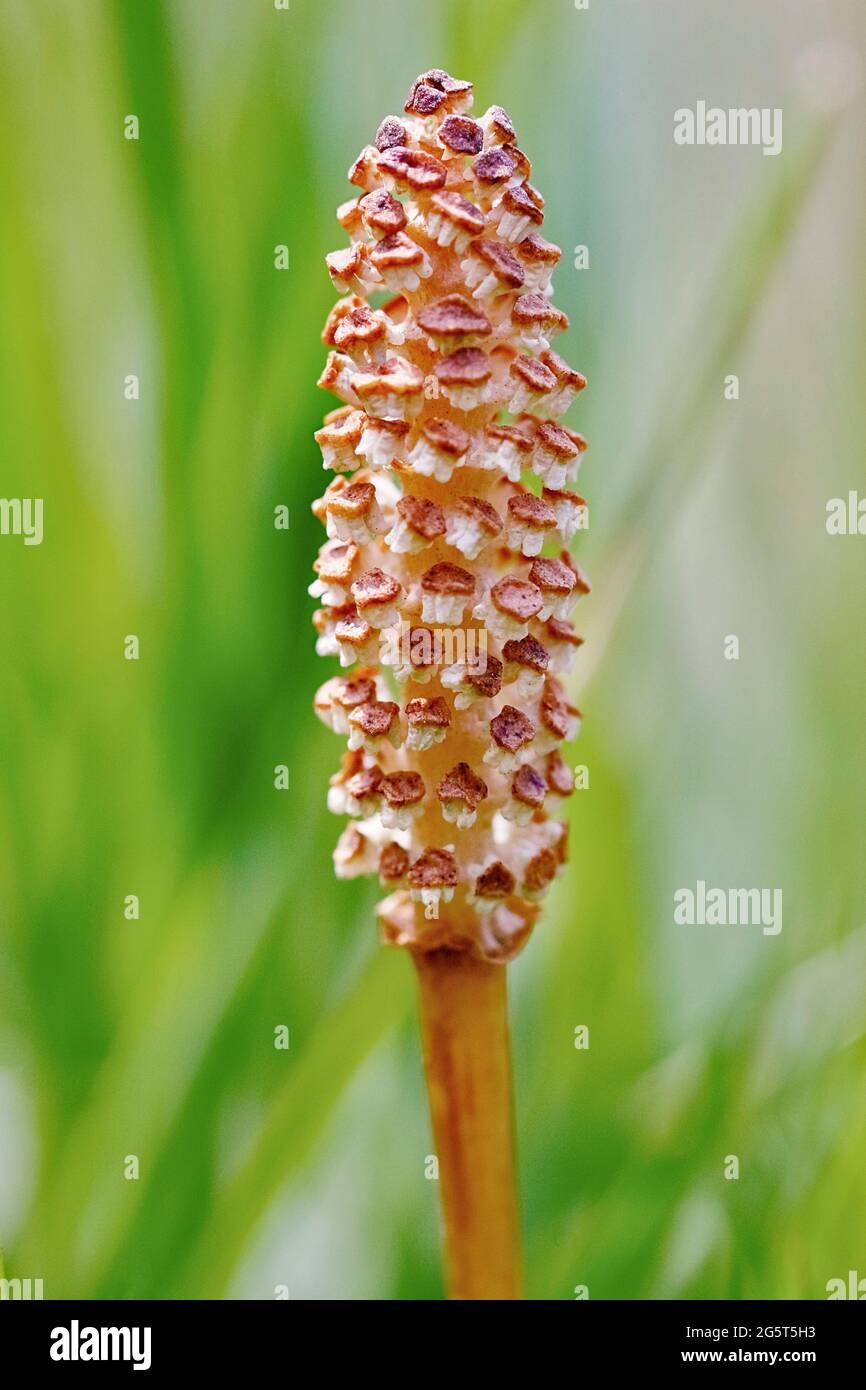 field horsetail (Equisetum arvense), strobilus, Germany Stock Photo