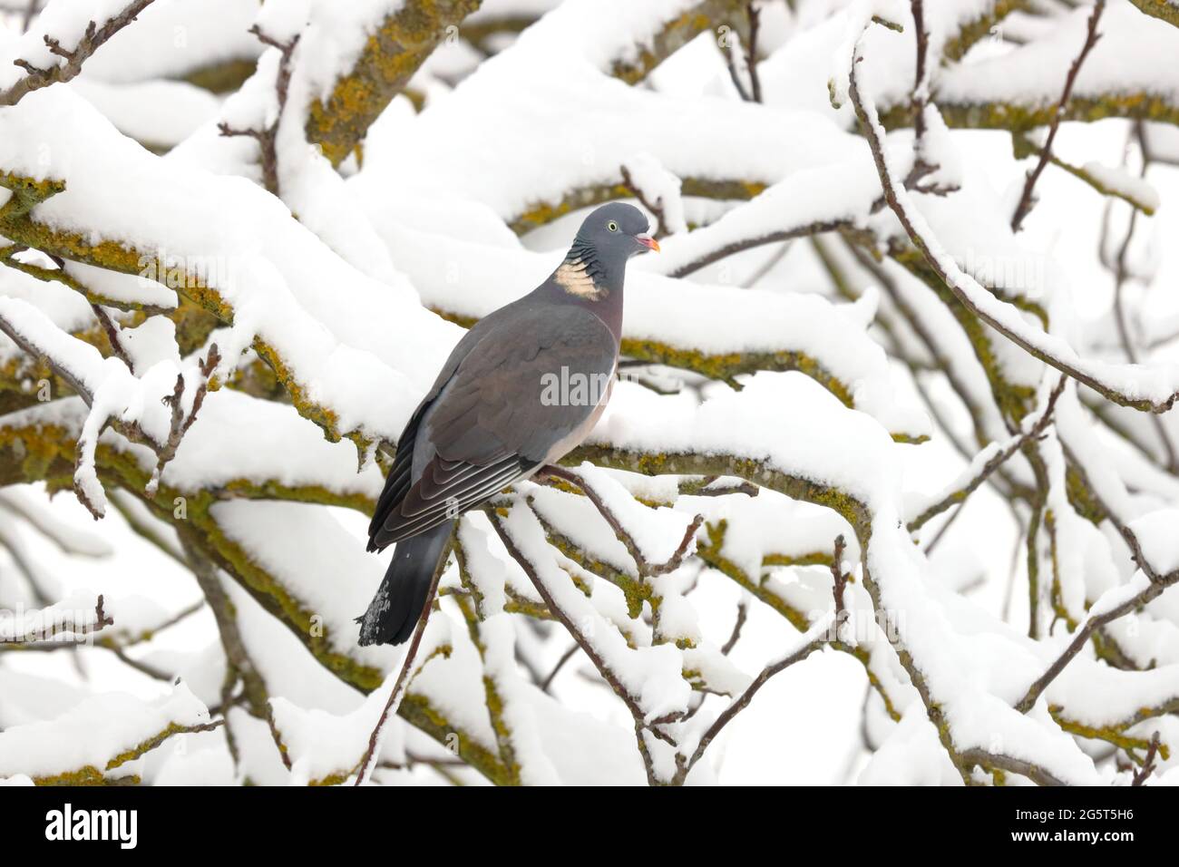 wood pigeon (Columba palumbus), perched on a snow-covered branch, Germany, Baden-Wuerttemberg Stock Photo