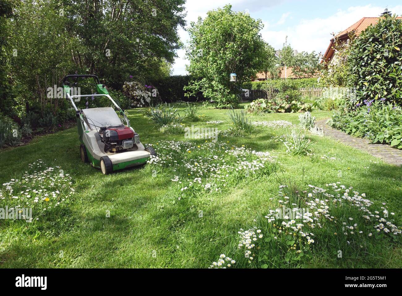 common daisy, lawn daisy, English daisy (Bellis perennis), lawn mower on a meadow with daisies , Germany Stock Photo