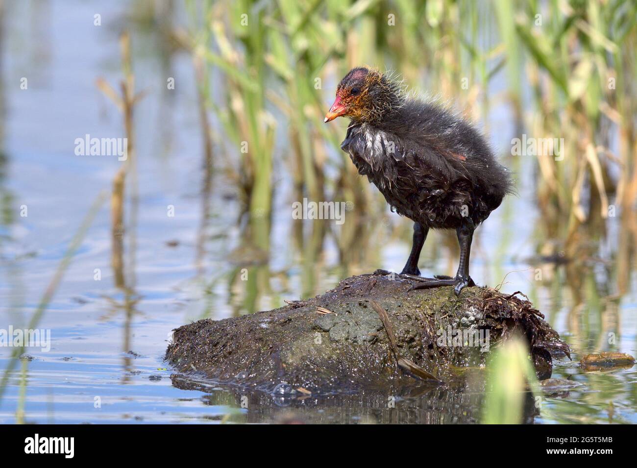 black coot (Fulica atra), chick stands on a stone in water, Germany, Lower Saxony Stock Photo