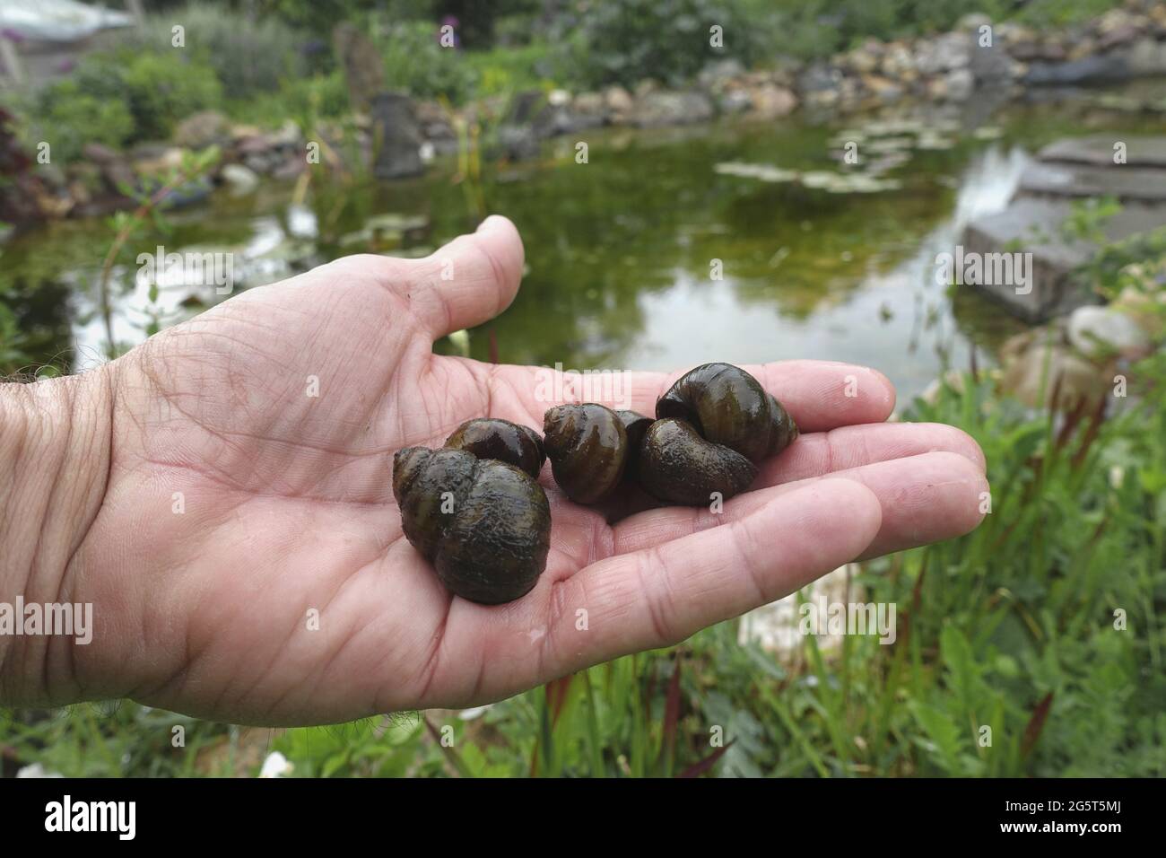 river snail, common river snail (Viviparus viviparus), four river snais on a hand, Germany, North Rhine-Westphalia Stock Photo