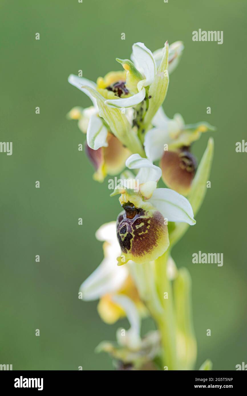 later spider orchid (Ophrys holoserica, Ophrys holosericea, Ophrys fuciflora), section of an inflorescence, Germany, Bavaria Stock Photo
