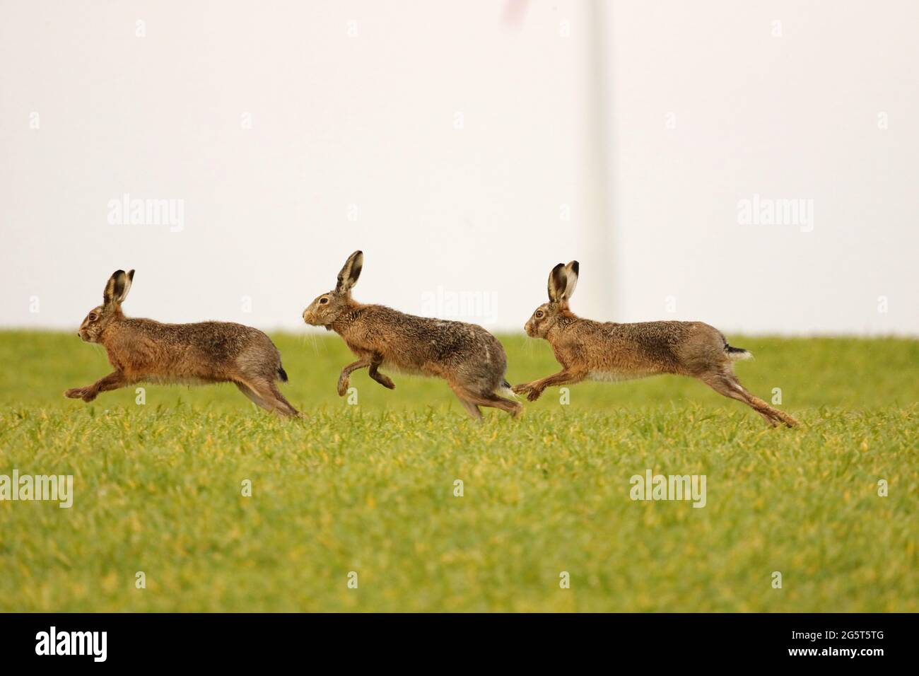 European hare, Brown hare (Lepus europaeus), group of hares in a meadow in pairing season in spring, Germany, Baden-Wuerttemberg Stock Photo