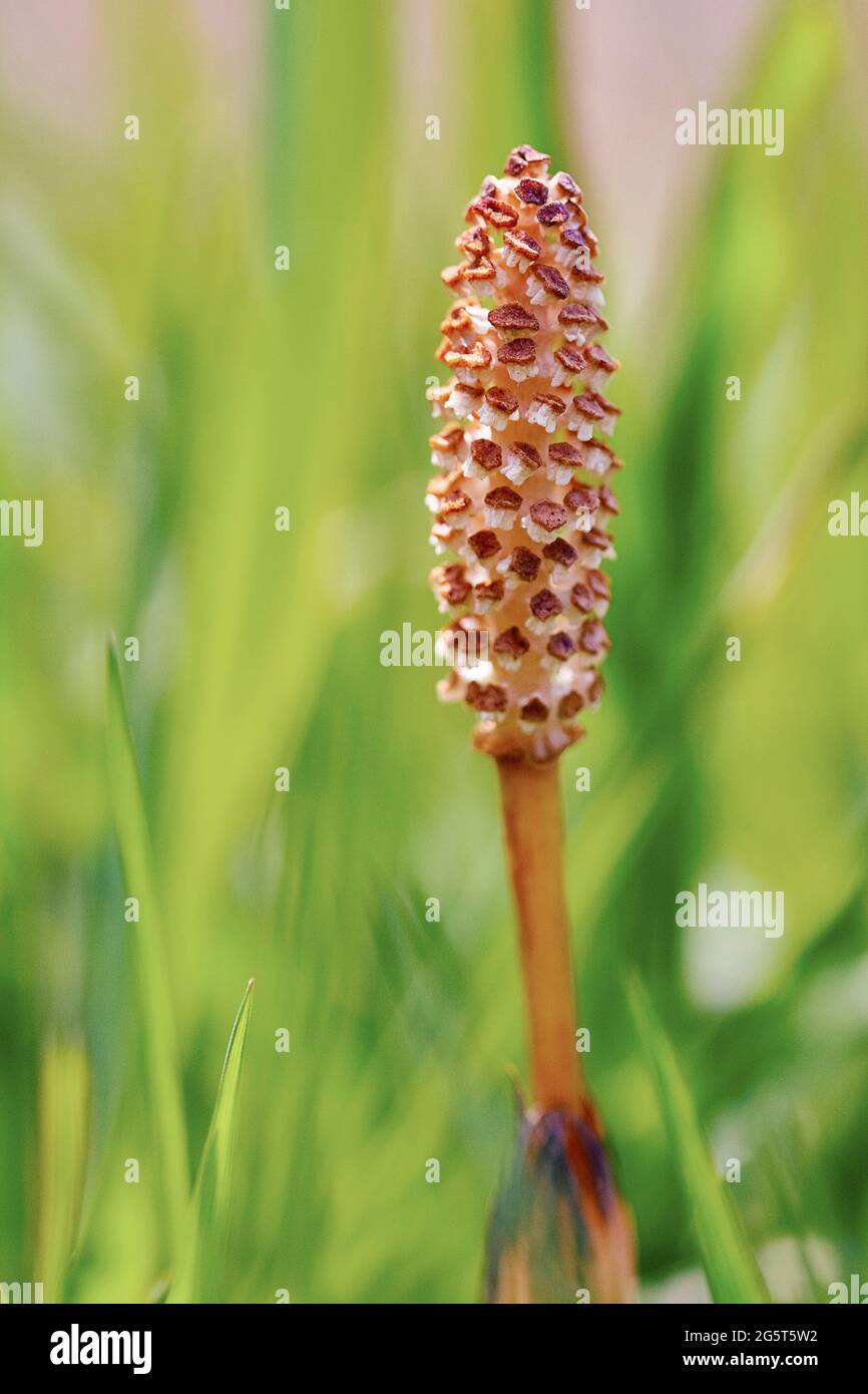 field horsetail (Equisetum arvense), strobilus, Germany Stock Photo