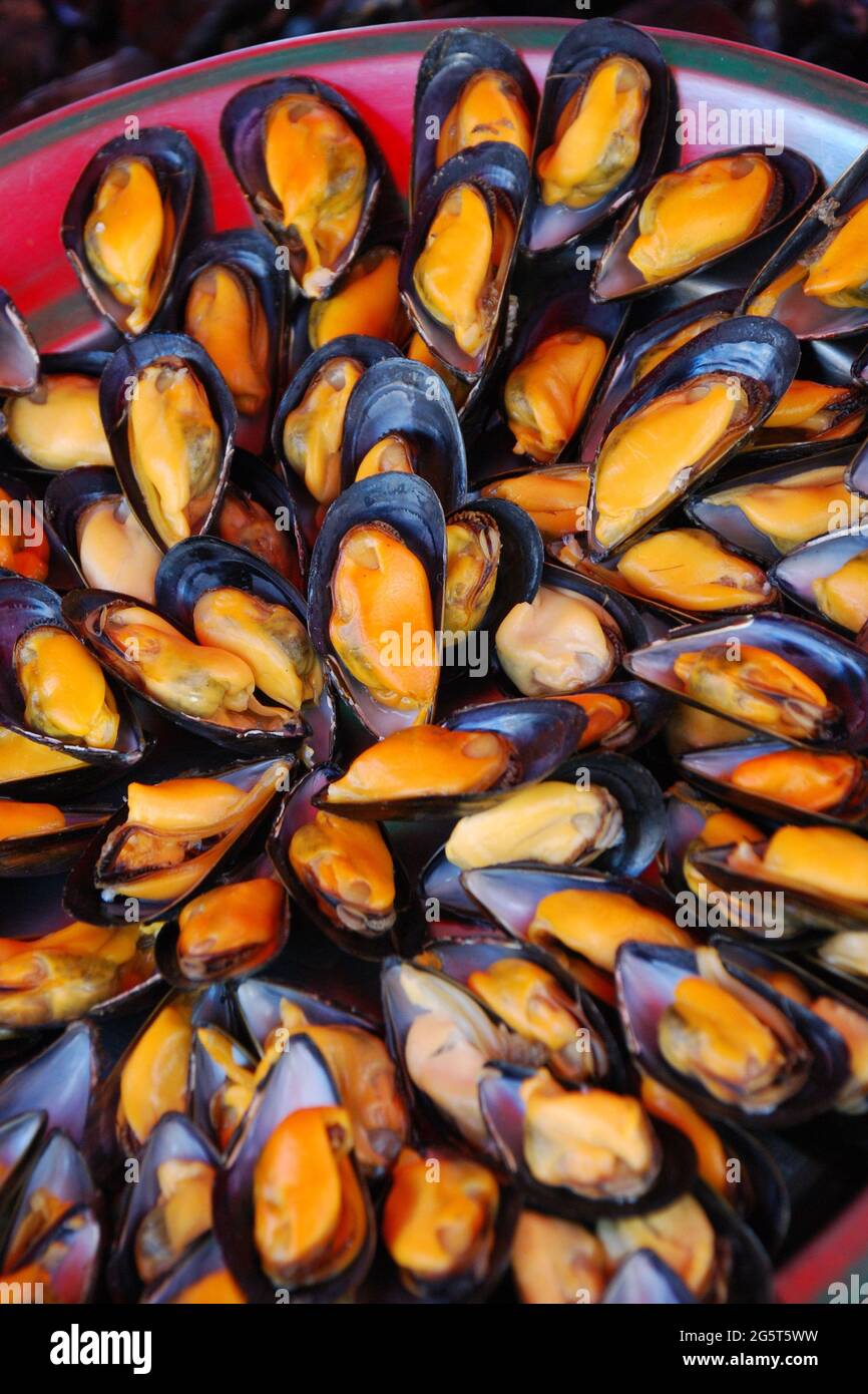 blue mussel, bay mussel, common mussel, common blue mussel (Mytilus